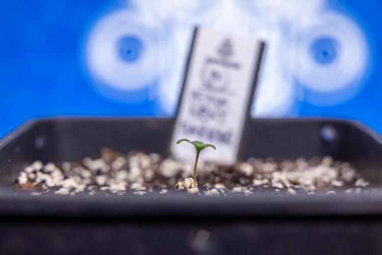 Permanent Marker - Zamnesia x B&B. Week 0 - Permanent Maker - G - Day 3