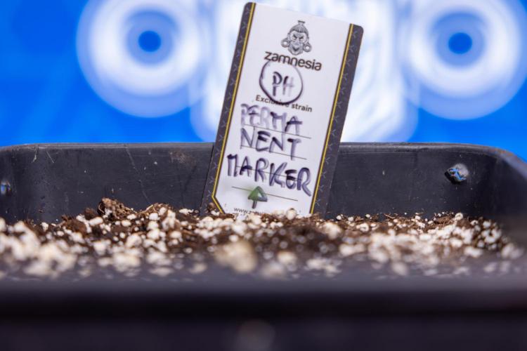 Permanent Marker - Zamnesia x B&B. Week 0 - Permanent Maker - G - Day 3