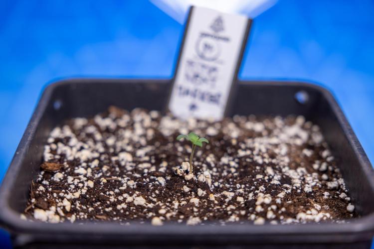 Permanent Marker - Zamnesia x B&B. Week 0 - Permanent Maker - G - Day 3