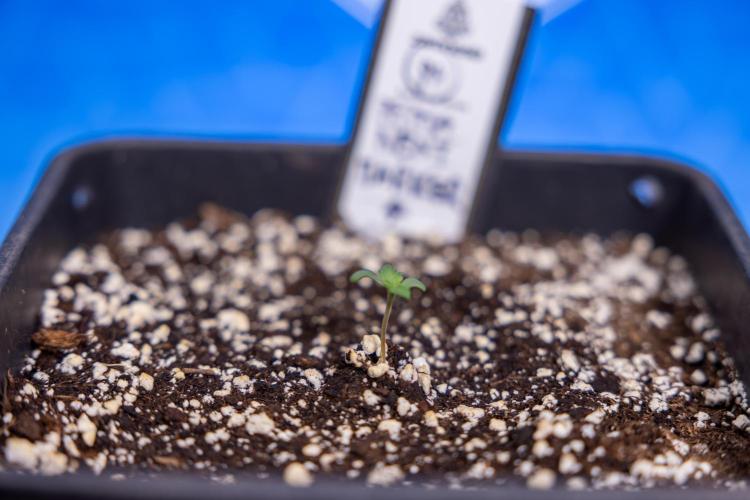 Permanent Marker - Zamnesia x B&B. Week 0 - Permanent Maker - G - Day 3