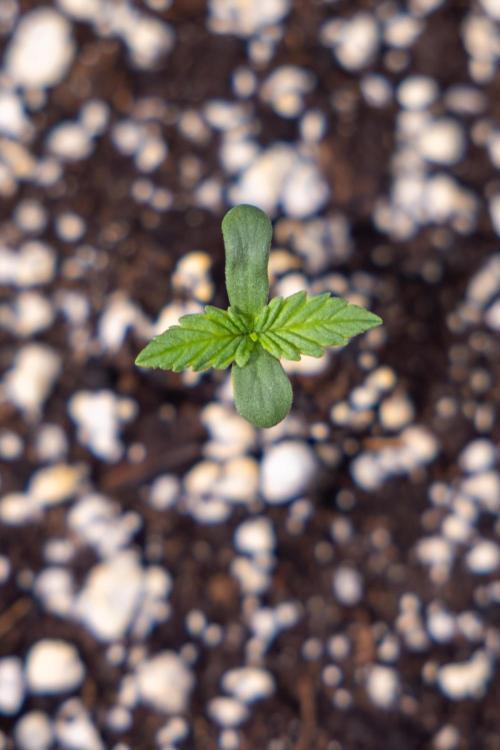 Permanent Marker - Zamnesia x B&B. Week 0 - Permanent Maker - G - Day 3