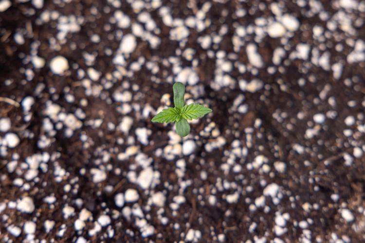 Permanent Marker - Zamnesia x B&B. Week 0 - Permanent Maker - G - Day 3