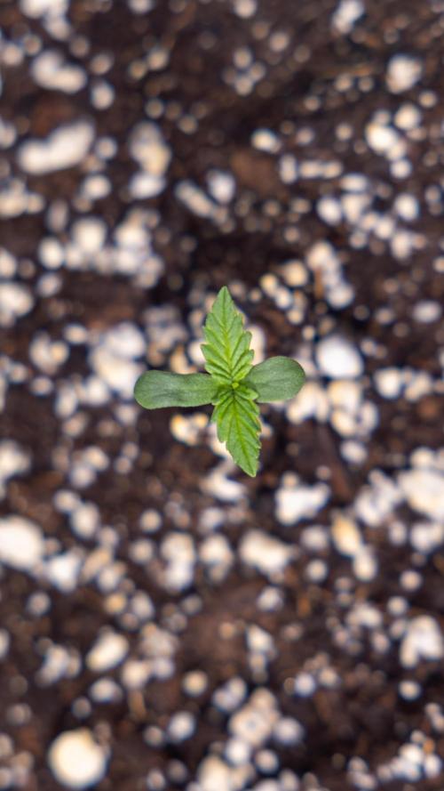 Permanent Marker - Zamnesia x B&B. Week 0 - Permanent Maker - G - Day 3