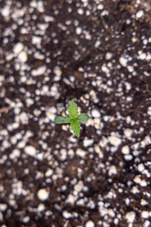 Permanent Marker - Zamnesia x B&B. Week 0 - Permanent Maker - G - Day 3