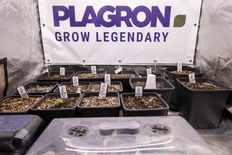 Permanent Marker - Zamnesia x B&B. Week 0 - All Crew Zamnesia x Plagron