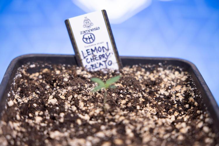 Lemon Cherry Gelato - Zamnesia x B&B. Week 0 - Lemon Cherry Gelato   - G - Day 3 