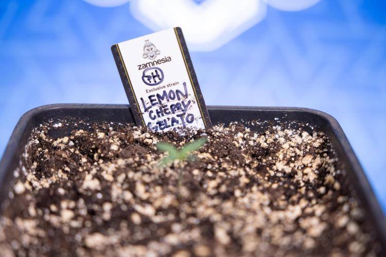 Lemon Cherry Gelato - Zamnesia x B&B. Week 0 - Lemon Cherry Gelato   - G - Day 3 