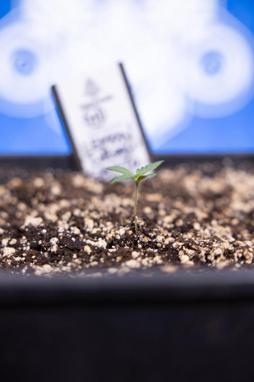 Lemon Cherry Gelato - Zamnesia x B&B. Week 0 - Lemon Cherry Gelato   - G - Day 3 