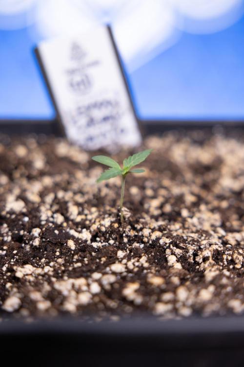 Lemon Cherry Gelato - Zamnesia x B&B. Week 0 - Lemon Cherry Gelato   - G - Day 3 