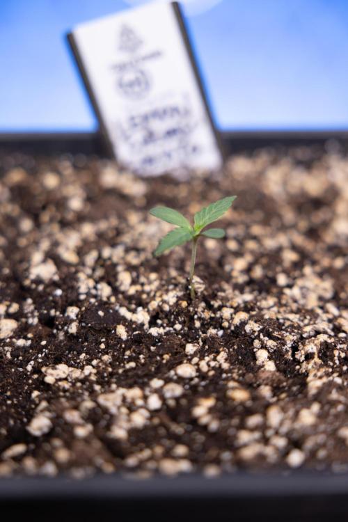 Lemon Cherry Gelato - Zamnesia x B&B. Week 0 - Lemon Cherry Gelato   - G - Day 3 