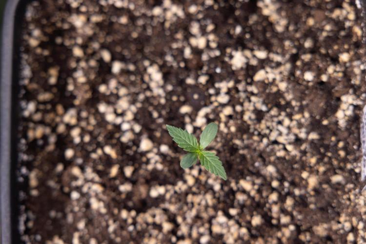 Lemon Cherry Gelato - Zamnesia x B&B. Week 0 - Lemon Cherry Gelato   - G - Day 3 