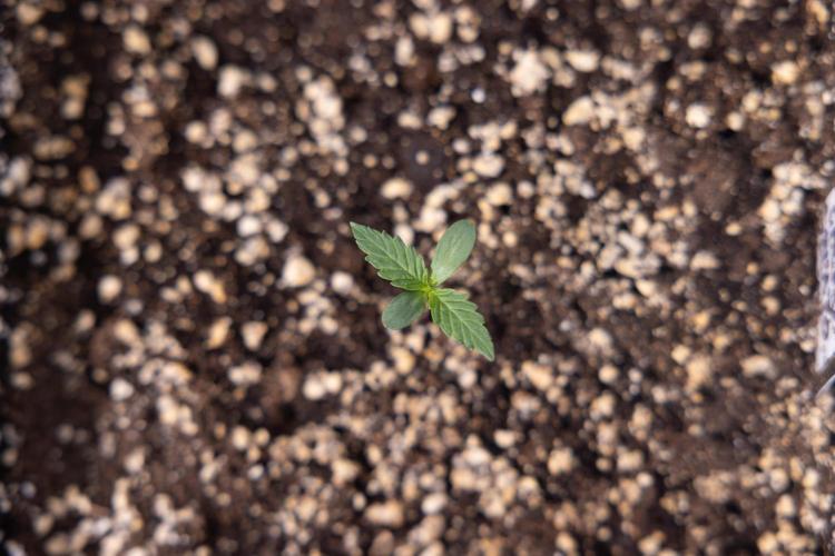 Lemon Cherry Gelato - Zamnesia x B&B. Week 0 - Lemon Cherry Gelato   - G - Day 3 