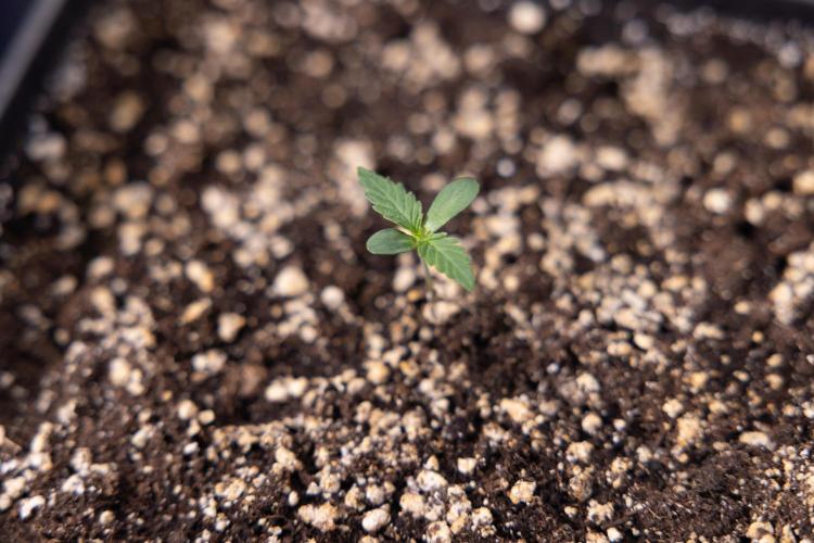 Lemon Cherry Gelato - Zamnesia x B&B. Week 0 - Lemon Cherry Gelato   - G - Day 3 