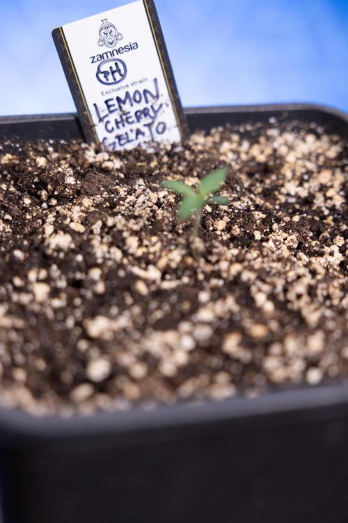 Lemon Cherry Gelato - Zamnesia x B&B. Week 0 - Lemon Cherry Gelato   - G - Day 3 