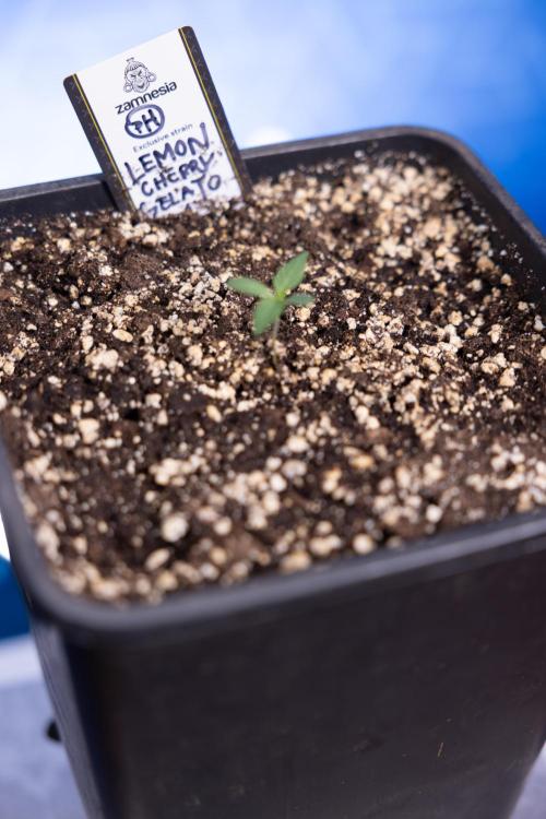 Lemon Cherry Gelato - Zamnesia x B&B. Week 0 - Lemon Cherry Gelato   - G - Day 3 