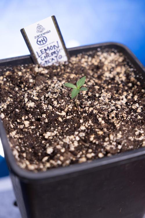 Lemon Cherry Gelato - Zamnesia x B&B. Week 0 - Lemon Cherry Gelato   - G - Day 3 