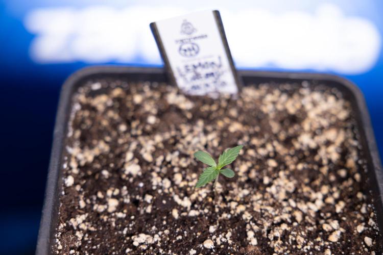 Lemon Cherry Gelato - Zamnesia x B&B. Week 0 - Lemon Cherry Gelato   - G - Day 3 