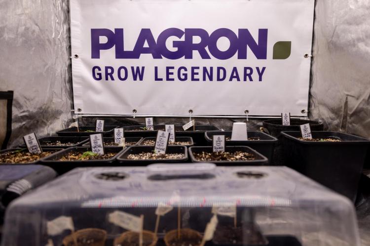 Lemon Cherry Gelato - Zamnesia x B&B. Week 0 - All Zamnesia x Plagron Crew