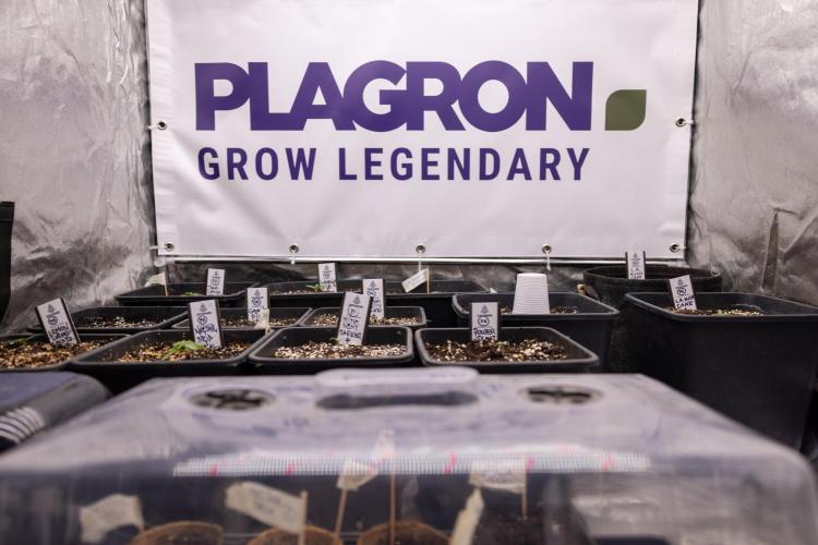 Lemon Cherry Gelato - Zamnesia x B&B. Week 0 - All Zamnesia x Plagron Crew