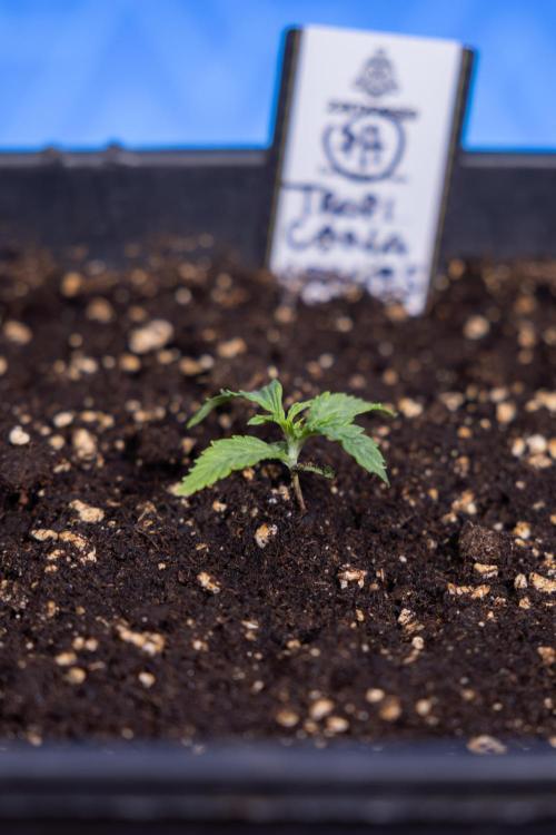 Tropicana Cookies 1 - Zamnesia x B&B. Week 0 - Tropicana Cookies - Day 5