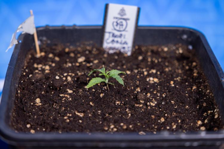 Tropicana Cookies 1 - Zamnesia x B&B. Week 0 - Tropicana Cookies - Day 5