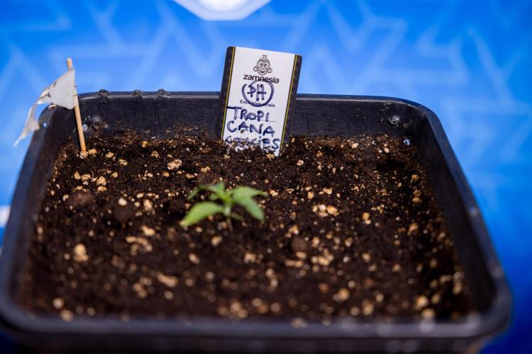 Tropicana Cookies 1 - Zamnesia x B&B. Week 0 - Tropicana Cookies - Day 5