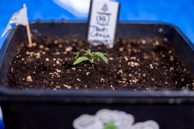 Tropicana Cookies 1 - Zamnesia x B&B. Week 0 - Tropicana Cookies - Day 5