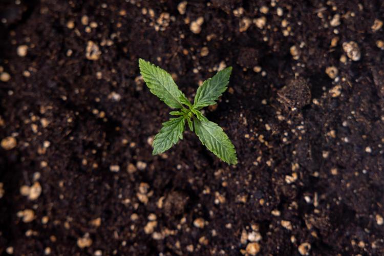 Tropicana Cookies 1 - Zamnesia x B&B. Week 0 - Tropicana Cookies - Day 5