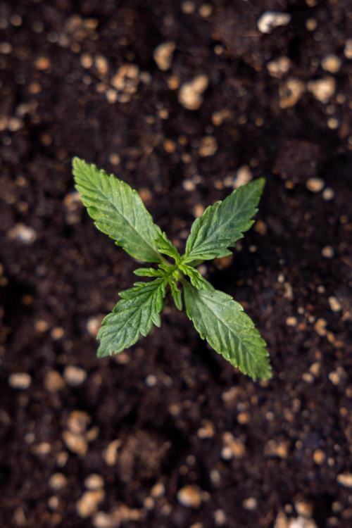 Tropicana Cookies 1 - Zamnesia x B&B. Week 0 - Tropicana Cookies - Day 5