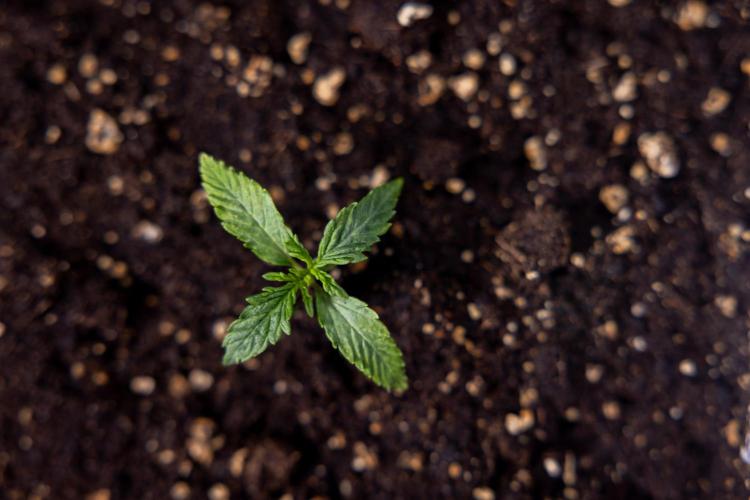 Tropicana Cookies 1 - Zamnesia x B&B. Week 0 - Tropicana Cookies - Day 5