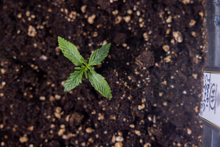 Tropicana Cookies 1 - Zamnesia x B&B. Week 0 - Tropicana Cookies - Day 5