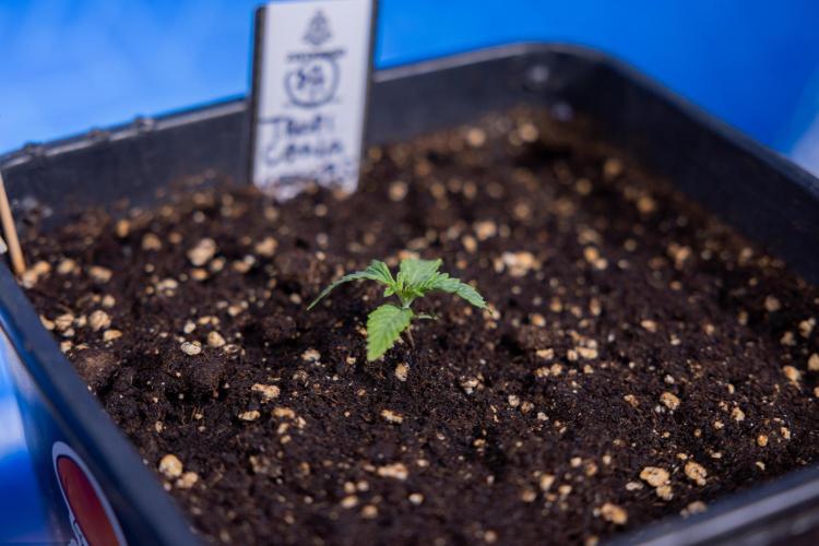 Tropicana Cookies 1 - Zamnesia x B&B. Week 0 - Tropicana Cookies - Day 5