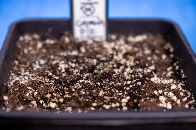 Georgia Pie - Zamnesia x B&B. Week 0 - Georgia Pie - G - Day 1 