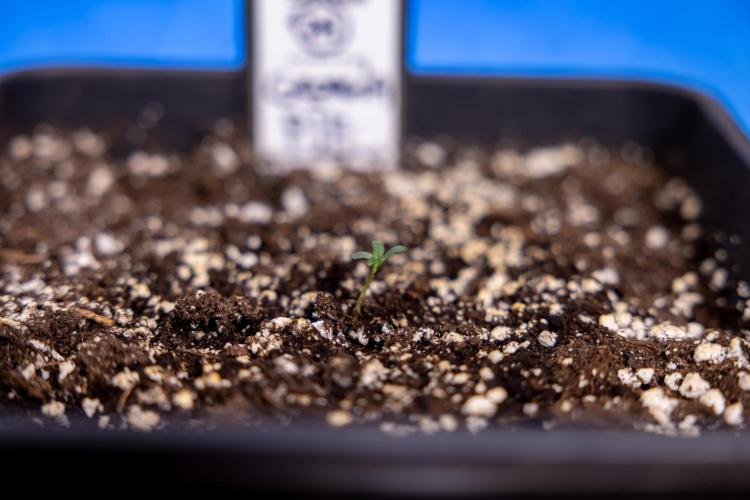 Georgia Pie - Zamnesia x B&B. Week 0 - Georgia Pie - G - Day 1 