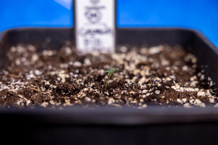 Georgia Pie - Zamnesia x B&B. Week 0 - Georgia Pie - G - Day 1 