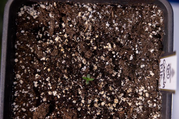 Georgia Pie - Zamnesia x B&B. Week 0 - Georgia Pie - G - Day 1 