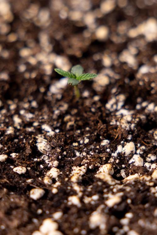 Georgia Pie - Zamnesia x B&B. Week 0 - Georgia Pie - G - Day 1 