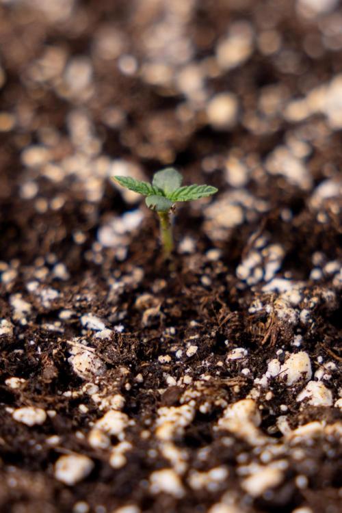 Georgia Pie - Zamnesia x B&B. Week 0 - Georgia Pie - G - Day 1 