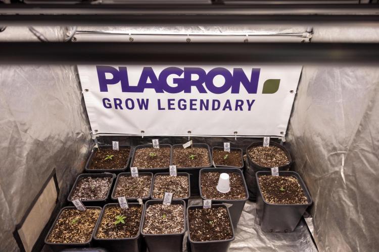 Georgia Pie - Zamnesia x B&B. Week 0 - All Zamnesia x Plagron Crew