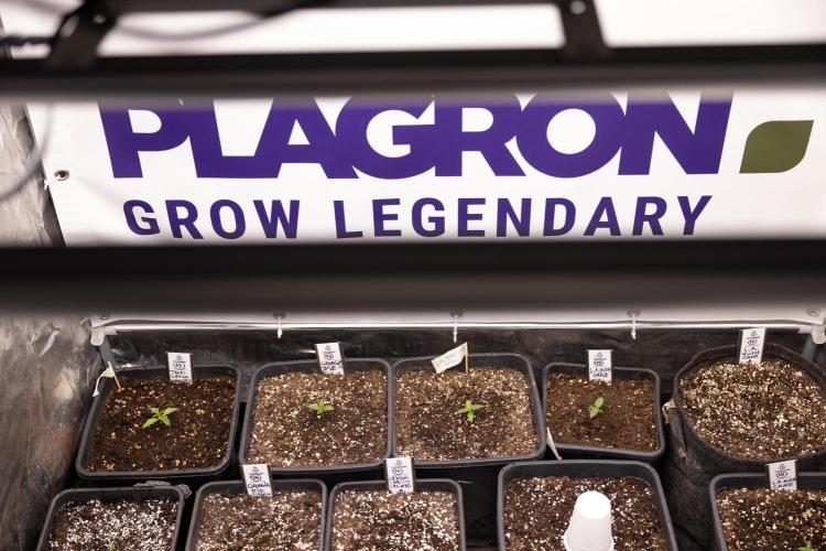 Georgia Pie - Zamnesia x B&B. Week 0 - All Zamnesia x Plagron Crew