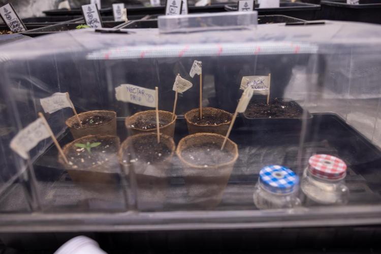 Georgia Pie - Zamnesia x B&B. Week 0 - All Zamnesia x Plagron Crew