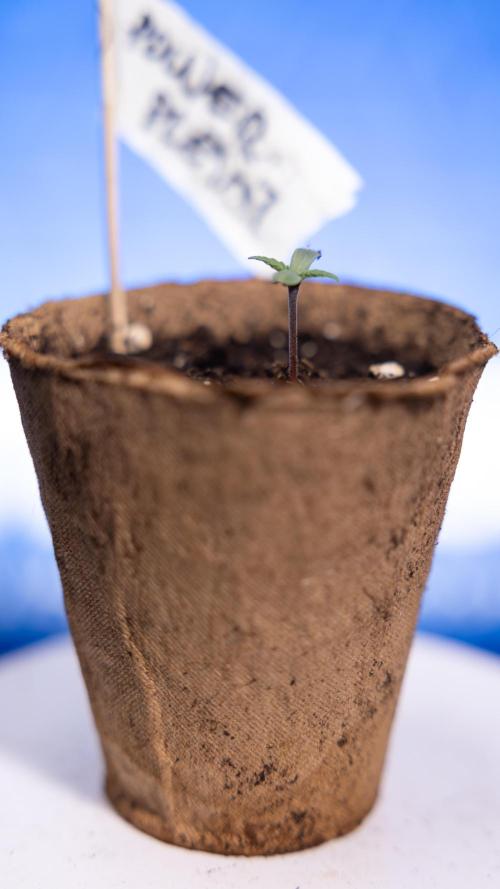 Power Plant - Zamnesia & B&B. Week 0 - Power Plant - G - Day 2