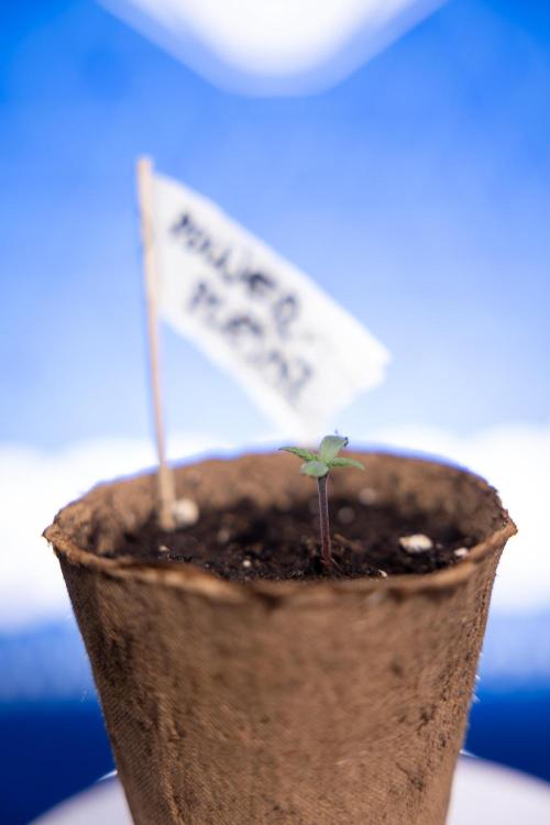 Power Plant - Zamnesia & B&B. Week 0 - Power Plant - G - Day 2