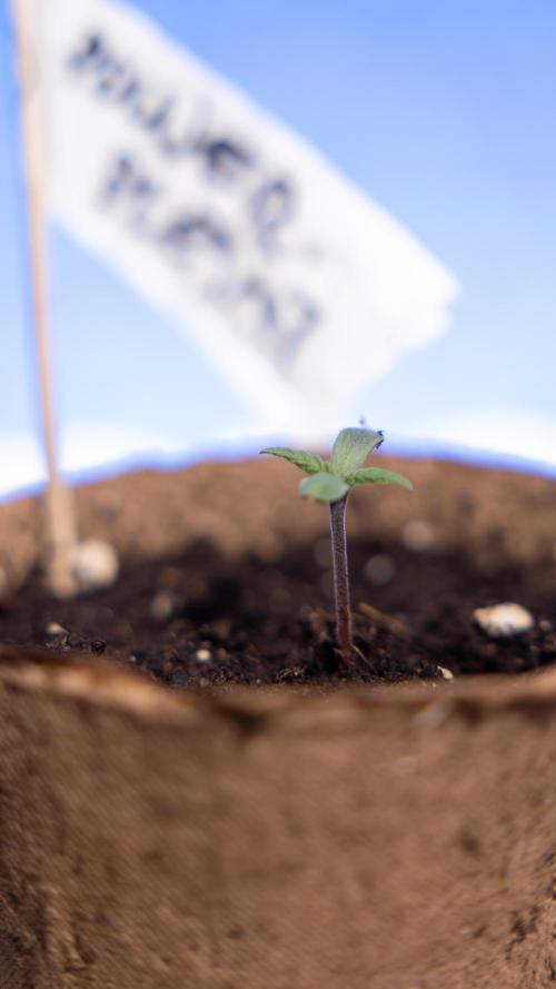 Power Plant - Zamnesia & B&B. Week 0 - Power Plant - G - Day 2