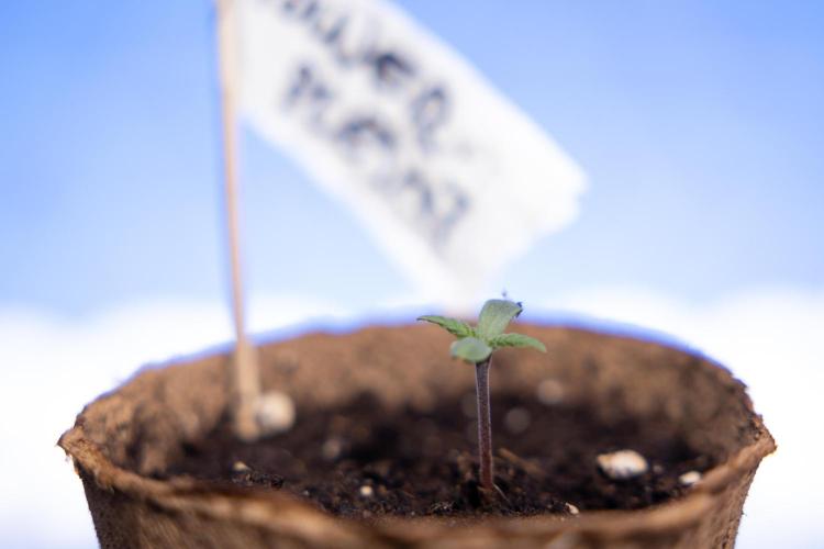 Power Plant - Zamnesia & B&B. Week 0 - Power Plant - G - Day 2