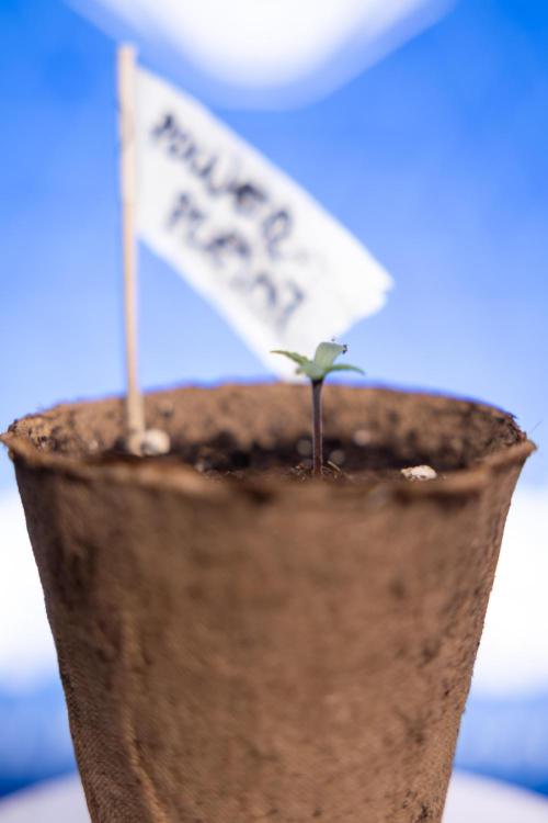 Power Plant - Zamnesia & B&B. Week 0 - Power Plant - G - Day 2