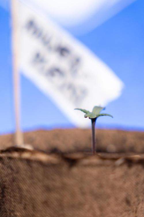 Power Plant - Zamnesia & B&B. Week 0 - Power Plant - G - Day 2