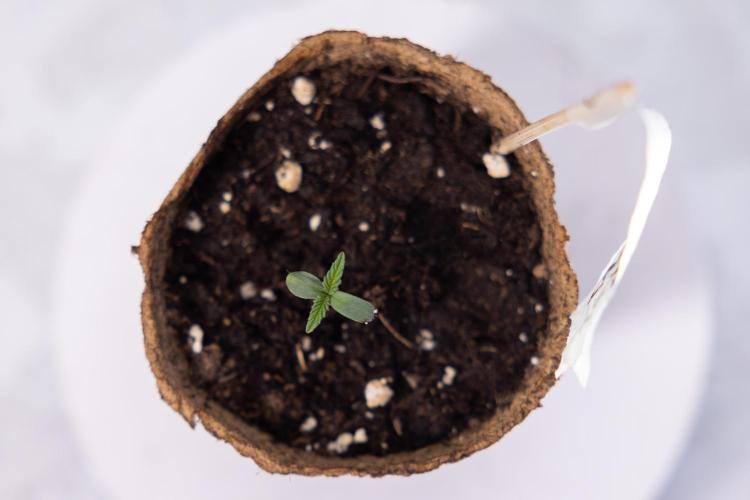 Power Plant - Zamnesia & B&B. Week 0 - Power Plant - G - Day 2