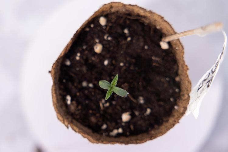 Power Plant - Zamnesia & B&B. Week 0 - Power Plant - G - Day 2