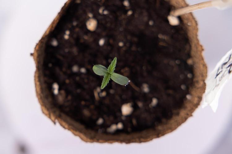 Power Plant - Zamnesia & B&B. Week 0 - Power Plant - G - Day 2